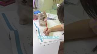 お勉強は絶対阻止する子猫！｜PECO #マンチカン #子猫 #愛猫家 #子猫のいる生活 #munchkin #kitten #kittenlife #catlover