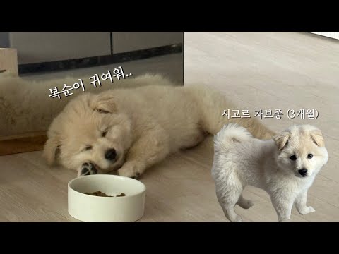 심신 안정의 시간 | 본격 귀여운 복순이에게 빠져드는 영상 🐶