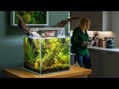 CHEAP LOW TECH NO FILTER NANO CUBE AQUASCAPE (4K)