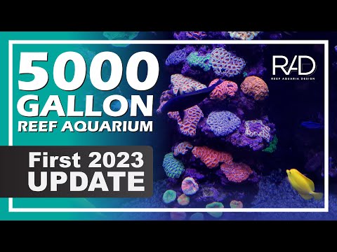 5000 GALLON REEF AQUARIUM FIRST 2023 UPDATE. DESIGNED, BUILT, AND MAINTAINED BY REEF AQUARIA DESIGN.