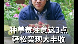 种草莓注意这3点 轻松实现大丰收