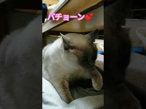 【ウィンク猫】誘惑のテトちゃん　#ウィンク #誘惑 #shorts