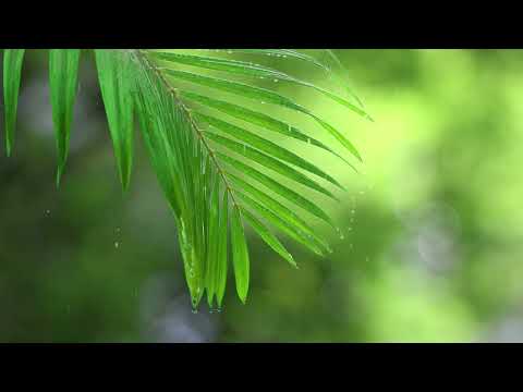 Gentle Rainfall in a Misty Forest | Relaxing Nature Sounds