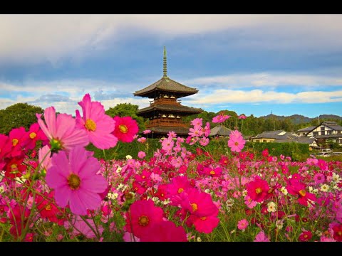 法起寺のコスモス 2024.10.25