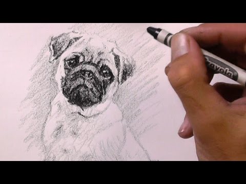 Pug Drawing with a Crayon