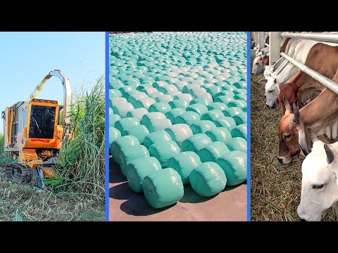 How to Grow King Grass to Fast harvest - King Grass Processing to Make Grass Silage for Cow Food