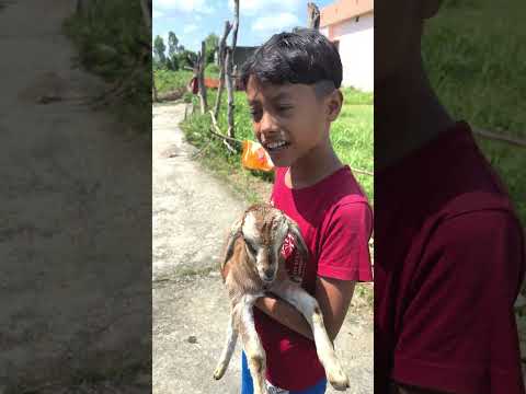 meri bakri mai mai 😳🐐 #shorts #funny #trending #viral