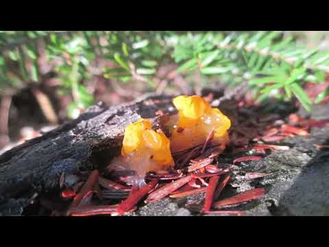 Finding Mushrooms by Angel Lake