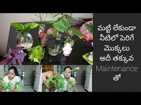 Growing indoor plants in water/water growing indoor plantsవాటర్ లో పెరిగే ఇన్డోర్ మెుక్కలు