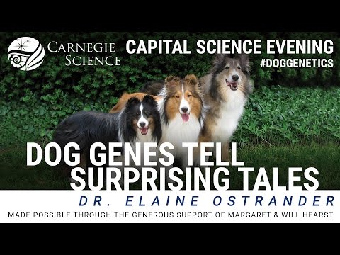 Dog Genes Tell Surprising Tales