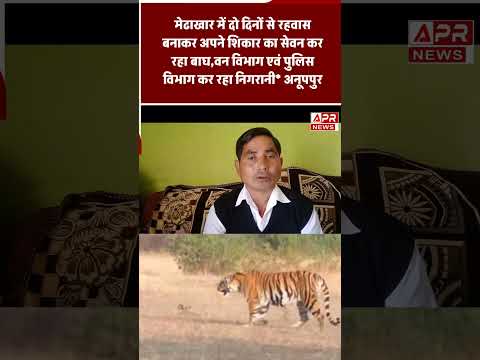 Madhya Pradesh Tiger News | Anuppur में टाइगर गांव में घुसा,#shortsfeed