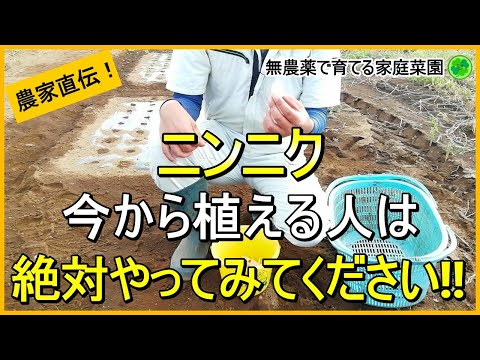 【にんにく栽培】植えるのが遅くなった時の対処法4つ【有機農家直伝！無農薬で育てる家庭菜園】 24/10/8