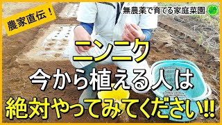 【にんにく栽培】植えるのが遅くなった時の対処法4つ【有機農家直伝！無農薬で育てる家庭菜園】 24/10/8