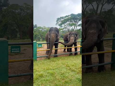 Mudumalai Elephant Camp #shorts #youtubeshorts #trending