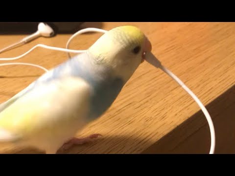 イヤホンを落としたいインコ