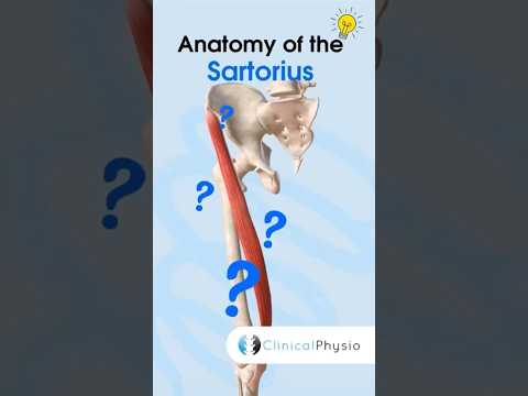 Sartorius Anatomy #physicaltherapy #physiotheraphy #sartorius #anatomy