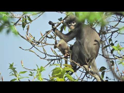 New primate species discovered in Myanmar