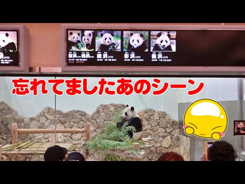 めっちゃレアなこのシーン😍屋外タイヤゴロりんこ🐼😂