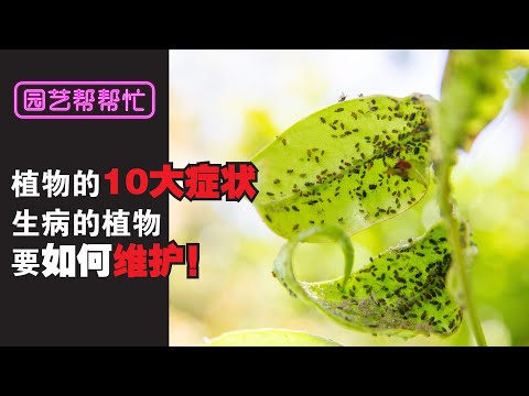 【Baba园艺帮帮忙】阻止小虫子在我的花园生孩子！不需要化学农药，小虫子照样不敢踏进我的花园，害虫bye bye~ | 驱虫的方法