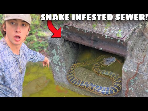 I Found a Sewer INFESTED with Deadly Snakes!