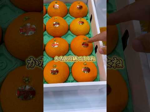 1個1000円以上する愛媛のみかん【紅まどんな】を取材！#愛媛県 #みかん #紅まどんな