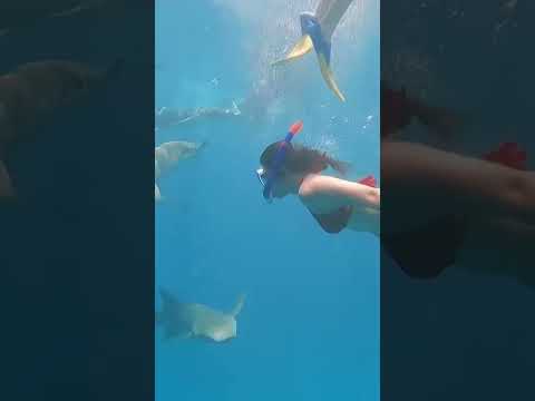 Indian girl swimming with Sharks! 🦈 #Maldives #shorts