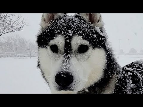 大雪で犬が散歩に限界を感じ別人になって帰宅。