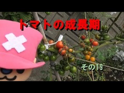 トマトの成長期（第21週目）