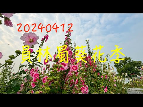 萬ㄟeye台灣20240412員林蜀葵花季   4K