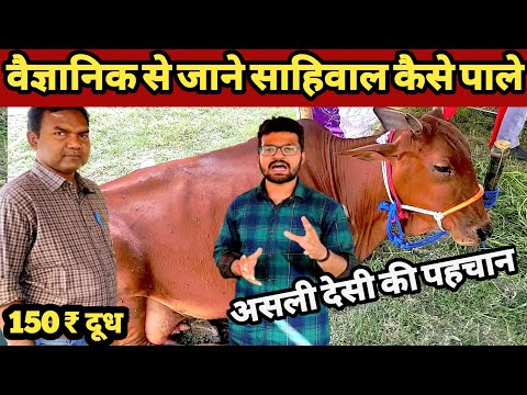 साहीवाल गाय कितना दूध देती है | Sahiwal cow in bihar | best sahiwal cow | Sahiwal cow price