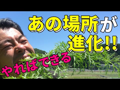 【進化】家庭菜園の初心者がここまできました！