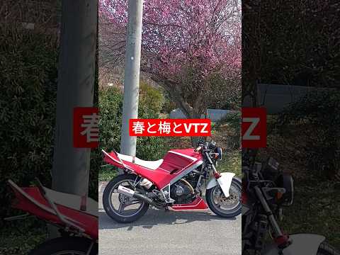 春と梅とVTZ250　 #shorts