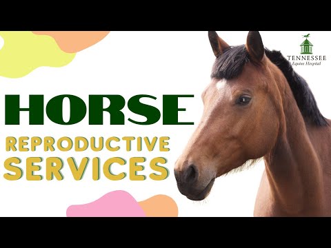 Reproductive Services For Your Horse