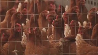 First LA County human case of bird flu reported