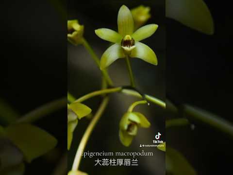 Epigeneium macropodum 大蕊柱厚唇兰