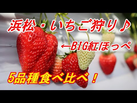 【浜松観光】いちご狩りで5品種食べ比べ & 紅ほっぺジェラートをいただく