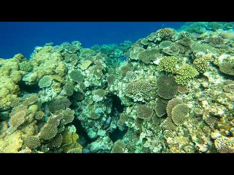 石垣島米原ビーチアウトリーフでシュノーケリング