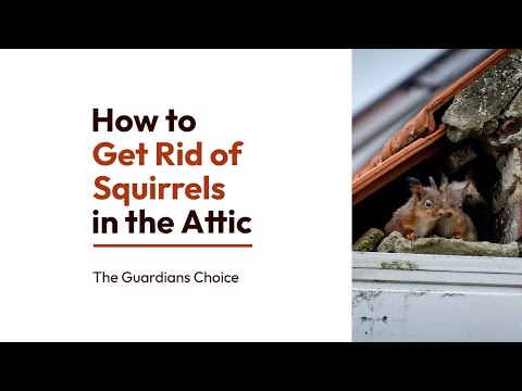 How to Get Rid of Squirrels in the Attic | The Guardian's Choice