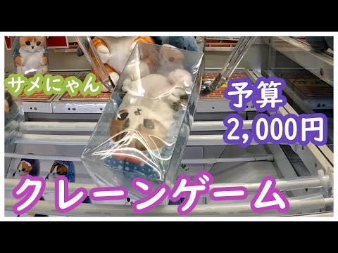 クレーンゲームでサメにゃんをとってきた！初心者にとって橋渡しは鬼門だが取れると最高に楽しい！散財せずに予算2,000円でとりたい！