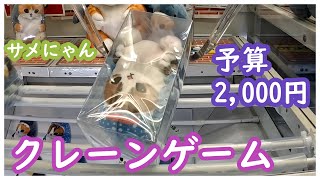 クレーンゲームでサメにゃんをとってきた！初心者にとって橋渡しは鬼門だが取れると最高に楽しい！散財せずに予算2,000円でとりたい！