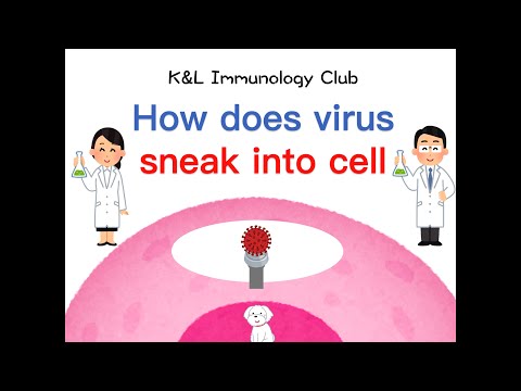 ②How does virus sneak into the cells?