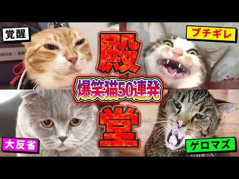 【2ch動物スレ殿堂入り猫編】ツッコミどころ満載なおもしろ猫動画50連発！Part7（鳴き声、しゃべる、子猫、かわいい）