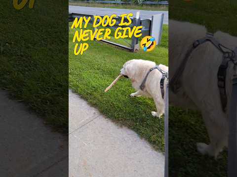 My dog never gives up #shorts viral #Goldens #dog