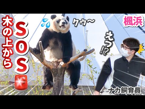 【パンダアイドル楓浜】大好きな声に安心して笑顔に戻るまでのエピソード🐼