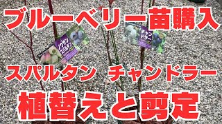 【ブルーベリー】チャンドラーとスパルタンの植替えと剪定！ブルーベリー栽培初心者が失敗から学ぶ