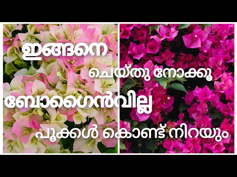 ഒരാഴ്ച കൊണ്ട് bougainvilla ഇല കാണാതെ പൂക്കൾ ഇടാൻ ഒരു അടിപൊളി സൂത്രം | Bougainvillea Flowering Tips