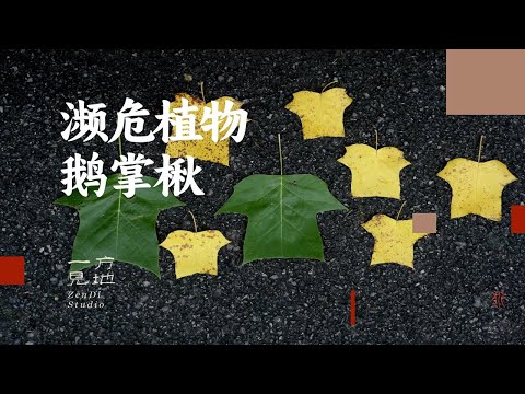 叶子像黄马褂，花像郁金香，濒危植物鹅掌楸