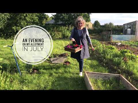 An Evening on my Allotment in July