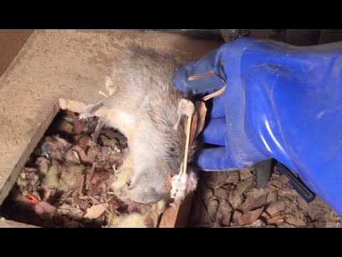 Dead Rat Under Bathroom Vanity