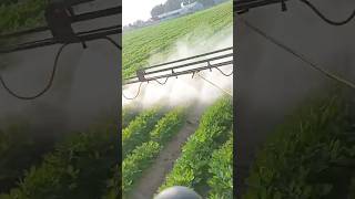 boom sprayer peanut#peanut#bomspray#spre #peanutcrop#shorts#peanutshorts#cropmanagement